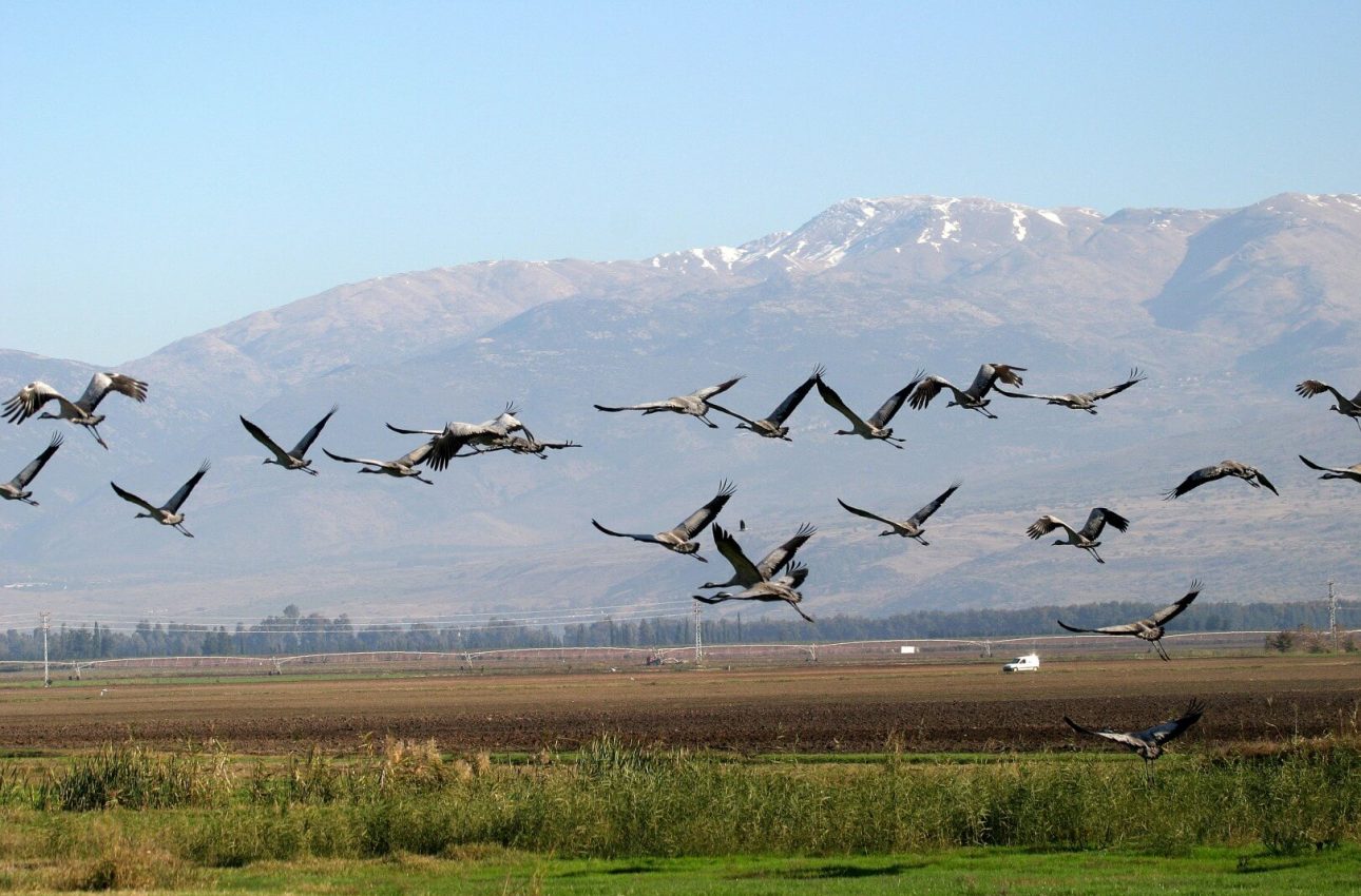cranes at the Hula Valley NR.
