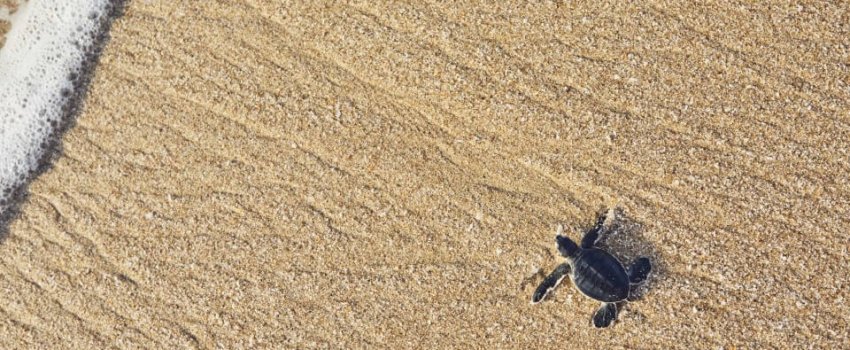 Freshly hatched turtle on the way across beach into sea. Ras Al Jinz, Sultanate of Oman.