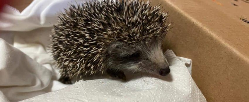 טיפול ב קיפוד עם סקביאס - שגיא מרום רשות הטבע והגנים