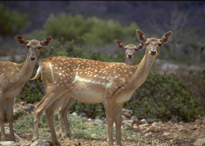 יחמור דורון ניסים