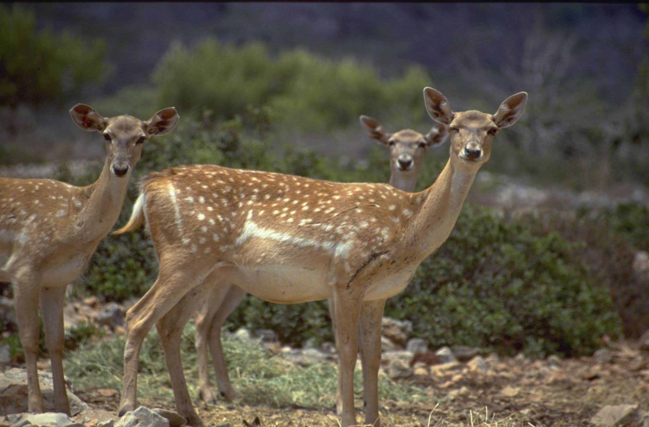 יחמור דורון ניסים